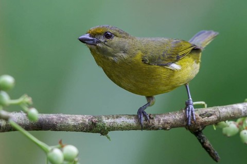 Violaceous Euphonia (Euphonia violacea) perched on a branch in the Atlantic rainforest of southeast
