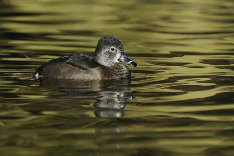 Ring-necked Duck (Aythya collaris) female, Arizona, USA
