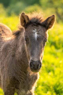 Icelandic horse in a meadow, foal, grey, portrait. Evening, golden hour, backlight. Germany