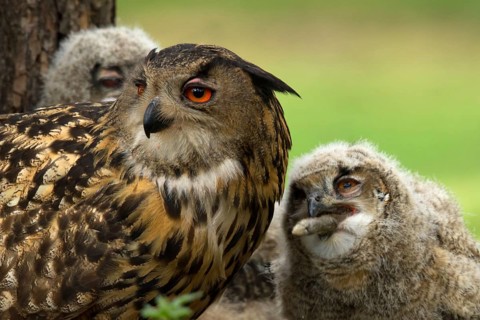 Eurasian Eagle-Owl (Bubo bubo) female with chicks, chick eating rabbit leg, Utrecht, Netherlands