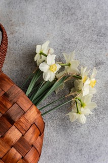 From above, white daffodils gently lie next to a woven wicker basket on a textured gray background,