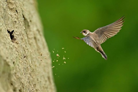 Sand martin (Riparia riparia), approaching the breeding tube, Reussegg nature reserve, Canton