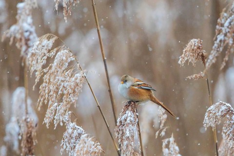 Bearded Reedling (Panurus biarmicus) female perched in reedbed, Baden-Wuerttemberg, Germany