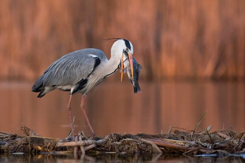 Grey Heron (Ardea cinerea) with fish prey in beak, Subotica, Serbia