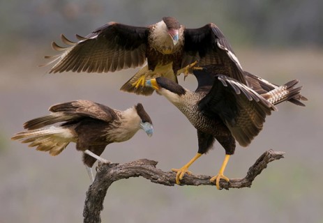 Crested Caracara (Caracara cheriway)