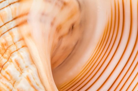 Macro shot of a Baby Striped Fox Shell, Fasciolaria trapezium, revealing its intricate orange and