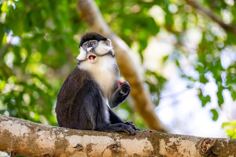Red-tailed guenon or Congo white-nosed guenon (Cercopithecus ascanius schmidti), sitting on a tree,