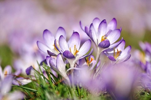 Beautiful crocus flower, early spring, Germany