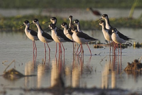 Black-necked Stilt (Himantopus mexicanus), Costa Rica