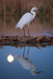 Great Egret (Ardea alba) in moonlight, Subotica, Serbia