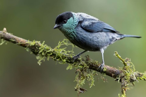 Black-capped Tanager (Tangara heinei) perched on a branch in Colombia, South America