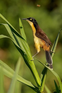 Black-capped Donacobius (Donacobius atricapillius) perched on a branch in the Pantanal region of