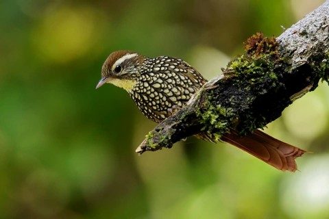 Pearled Treerunner (Margarornis squamiger) perched on a branch in the Andes Mountains of Colombia