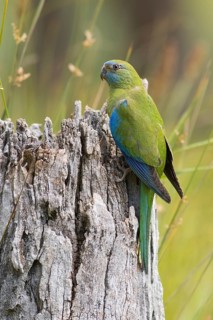 Turquoise Parrot (Neophema pulchella) female perched on a stump, Victoria, Australia