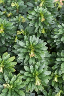 Spurge (Euphorbia amygdaloides var. robbiae)