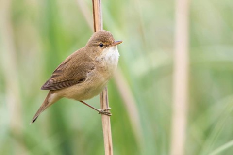 Eurasian Reed Warbler (Acrocephalus scirpaceus) in reeds, Poland