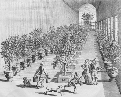 Growing, cultivating and overwintering citrus fruits, detail, copperplate engraving from