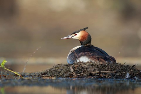 Great Crested Grebe (Podiceps cristatus) on nest, North Rhine-Westphalia, Germany