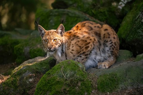 Eurasian lynx (Lynx lynx) lying on a rock in a forest, Bavaria, Germany