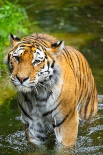 Siberian tiger (Panthera tigris tigris) walking in a lake, captive, Germany