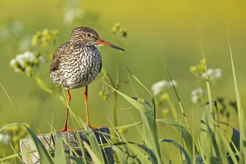 Common Redshank (Tringa totanus), Texel, Netherlands