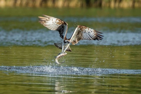 Western Osprey (Pandion haliaetus) flying with fish prey in its claws, Mecklenburg-Western