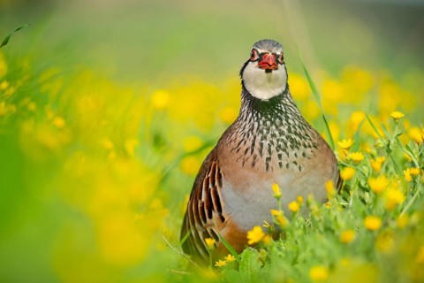 A stunning red-legged partridge stands among vivid yellow wildflowers, showcasing its distinctive