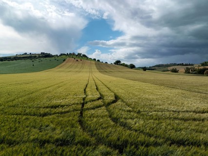 Scenic countryside landscape featuring a golden wheat field with visible tractor tracks, under a