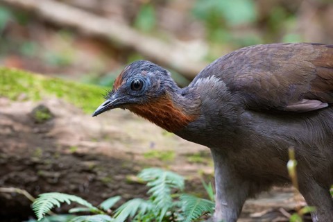 Superb Lyrebird (Menura novaehollandiae) juvenile, New South Wales, Australia