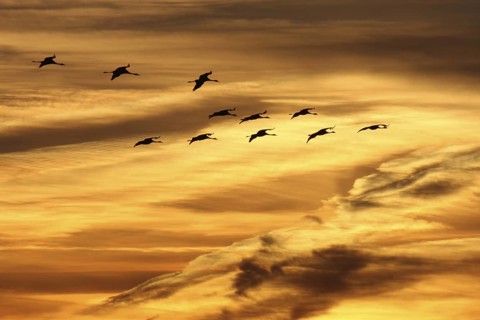 Common Crane (Grus grus), Mecklenburg-Western Pomerania, Germany