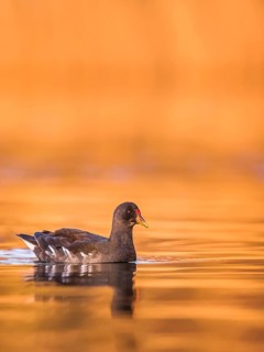 Common Moorhen (Gallinula chloropus), Rhineland-Palatinate, Germany