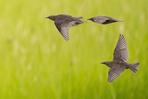 Common Starling (Sturnus vulgaris) juvenile flying, Brandenburg, Germany