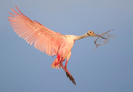 Roseate Spoonbill (Platalea ajaja) flying with nesting material in beak, Florida, USA