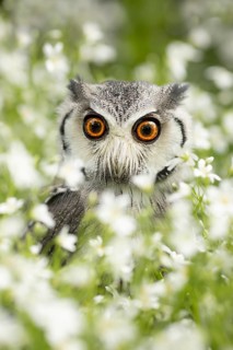 Southern White-faced Owl (Ptilopsis granti) captive, Germany