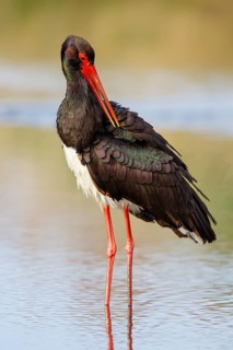 Black Stork (Ciconia nigra), Greece