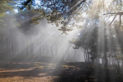 Gentle rays of sunshine break through the morning fog in the Palatinate Forest and immerse the