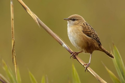Apolinar's Wren (Cistothorus apolinari) perched on a branch in the Andes mountains in Colombia