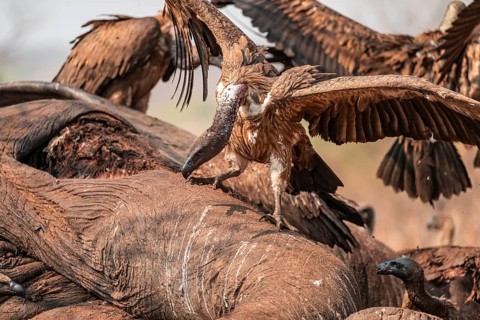 Many white-backed vultures (Gyps africanus), vultures feeding on the carcass of an elephant,