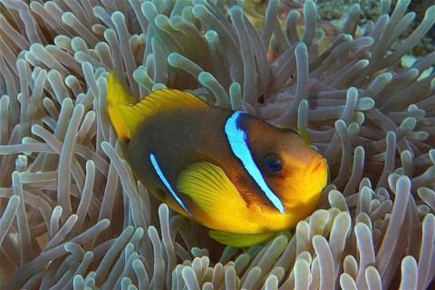 Red sea anemonefish (Amphiprion bicinctus)