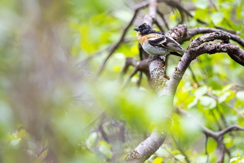 Mountain finch (Fringilla montifringilla) Male sitting on the branch of a bog birch, Inari,