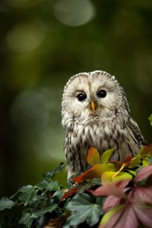 Ural Owl (Strix uralensis), captive, Germany