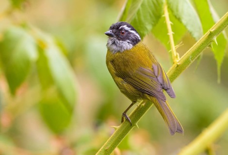 Sooty-capped Chlorospingus (Chlorospingus pileatus) high in the mountains at San Gerrardo de Dota,