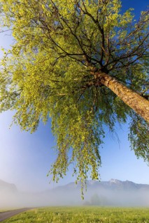Tree, birch, light green leaves, morning light, fog, mountains, path, sunny, spring, Loisach-Lake