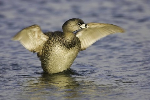 Pied-billed Grebe (Podilymbus podiceps), California, USA