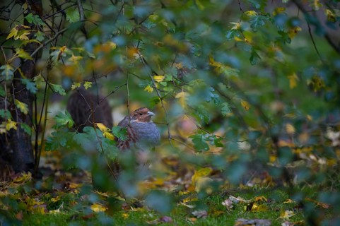 Grey Partridge (Perdix perdix), Bavaria, Germany