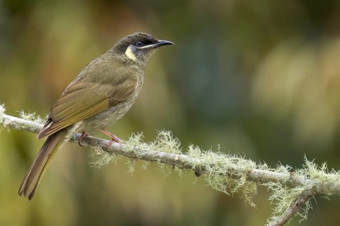 Lewin's Honeyeater (Meliphaga lewinii) perched on a branch in eastern Australia