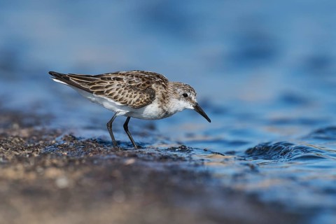 Little Stint (Calidris minuta) foraging, Eilat, Israel