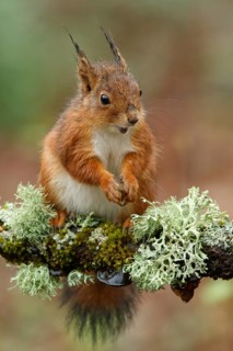 Eurasian Red Squirrel (Sciurus vulgaris), on forest, Asturias, Spain