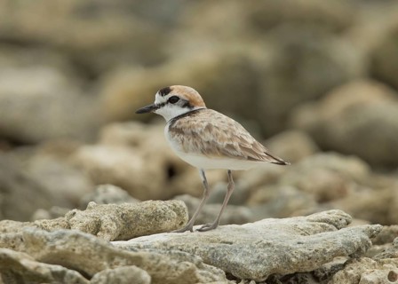 Malaysian Plover (Charadrius peronii), Thailand