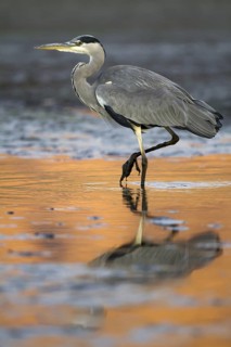Grey Heron (Ardea cinerea), Madrid, Spain